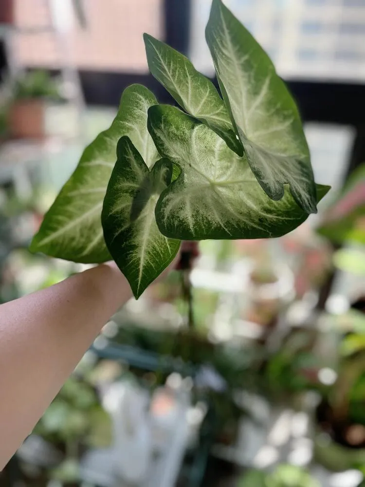 Aaron caladium fully cut back with all leaves removed before regrowth