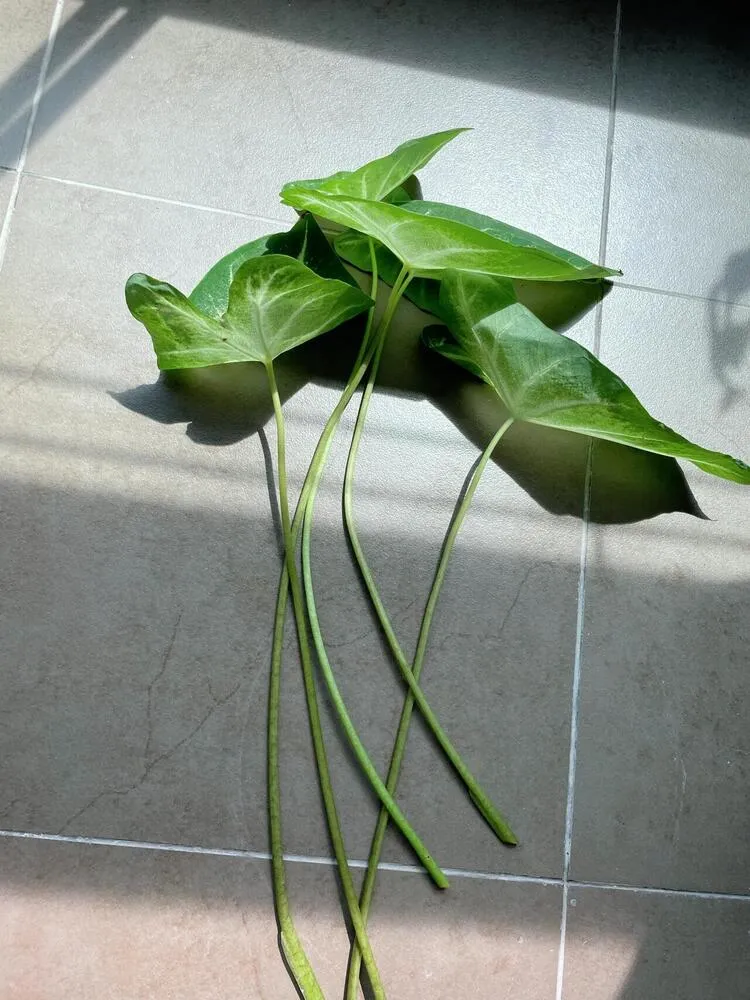 Aaron caladium fully cut back with all leaves removed before regrowth
