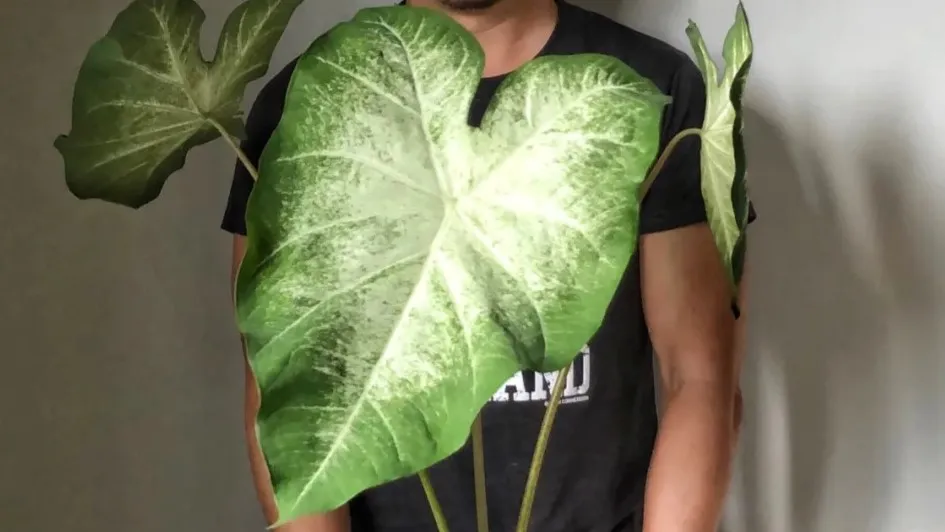 Aaron Caladium Care Guide From Drooping Leaves to Giant Sun-Driven Growth
