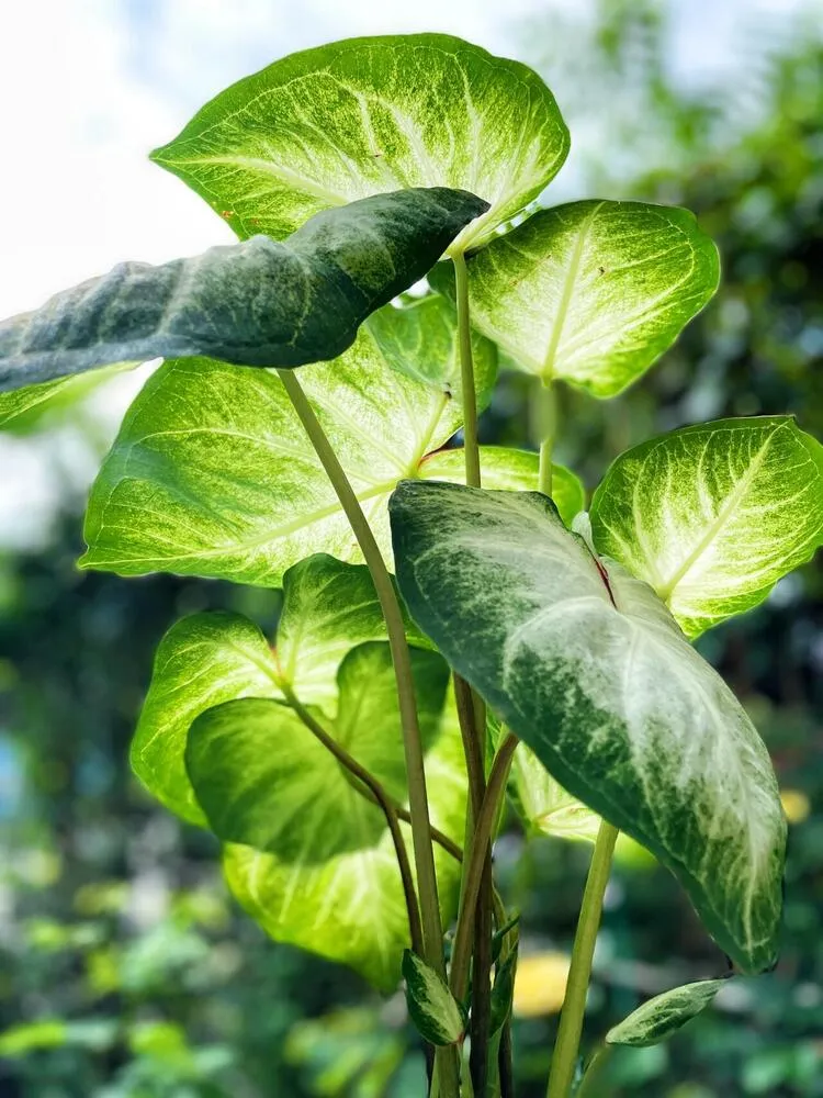 Aaron caladium leaf structure backlit in strong sunlight showing firmness