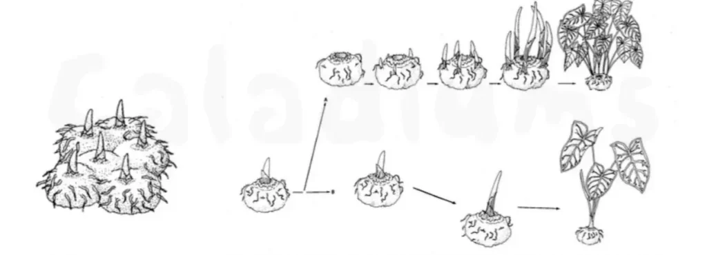 Illustration showing how caladium tubers with multiple buds produce several shoots compared to a single-bud tuber