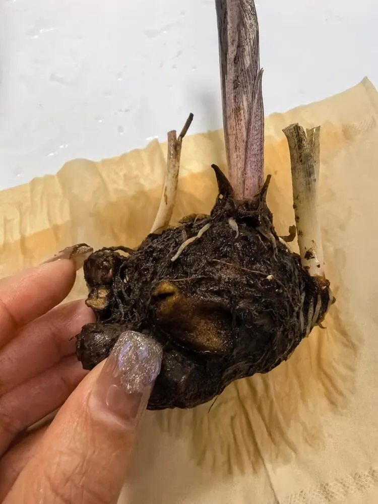 caladium bulb with most roots missing but tuber still firm and healthy