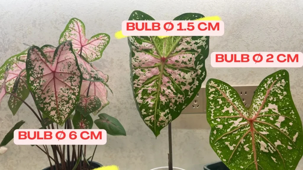 Side-by-side comparison of caladium plants grown from 1.5 cm, 2 cm, and 6 cm bulbs showing differences in leaf size and shoot count