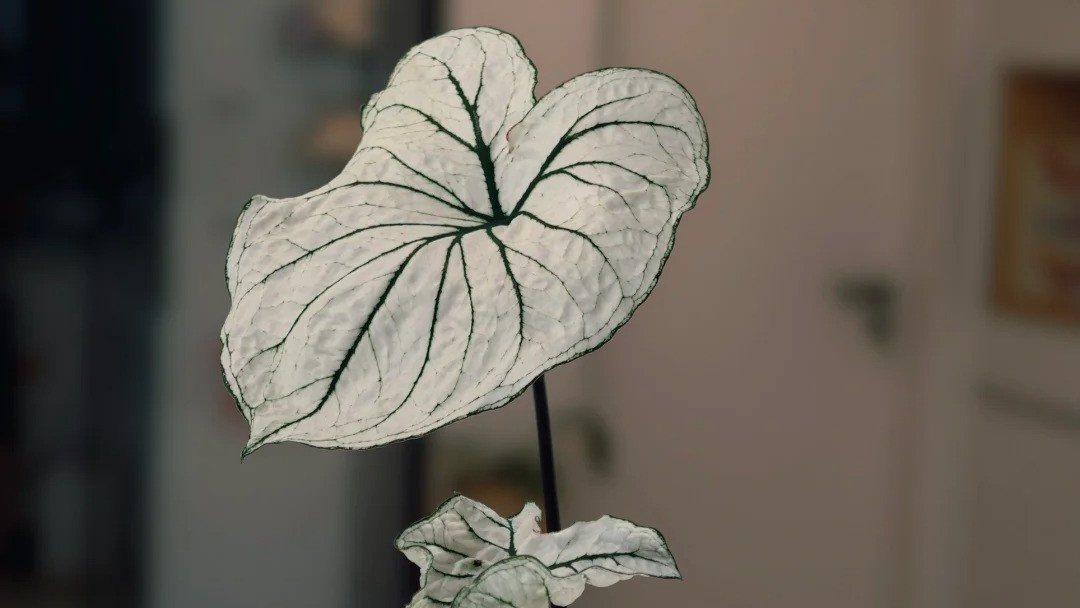 Candidum Caladium What I Learned Growing This Classic White Variety