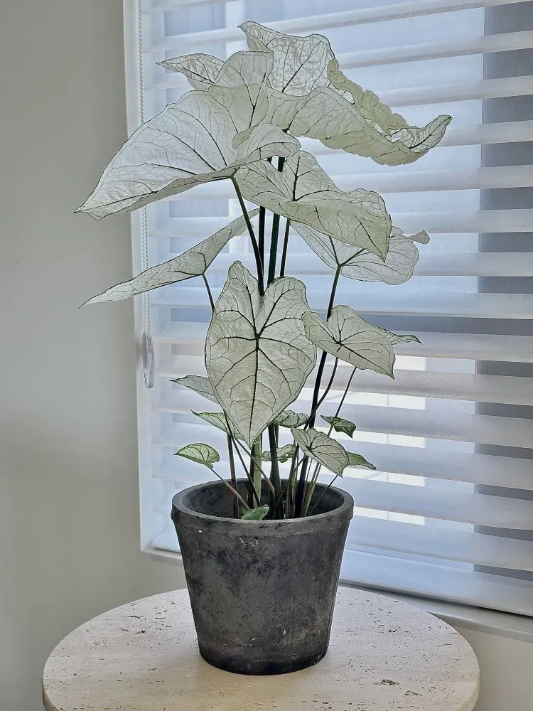 mature Candidum caladium growing indoors in a dark planter near a bright window