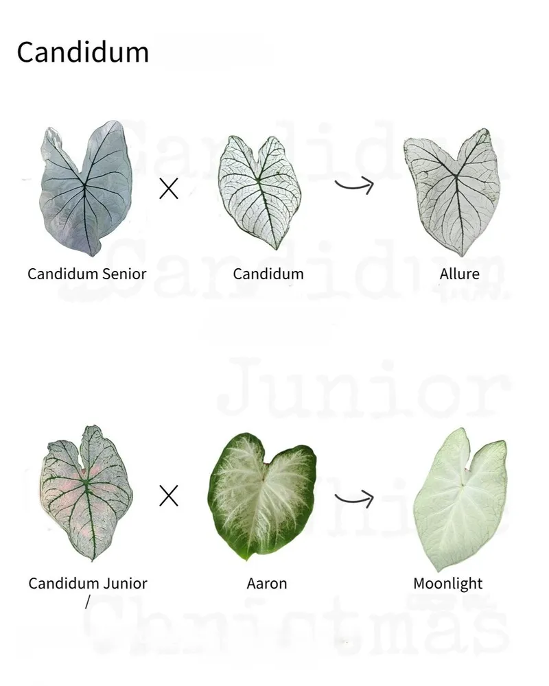 Candidum caladium family chart showing Candidum, Candidum Senior, Allure, Candidum Junior, Aaron, and Moonlight