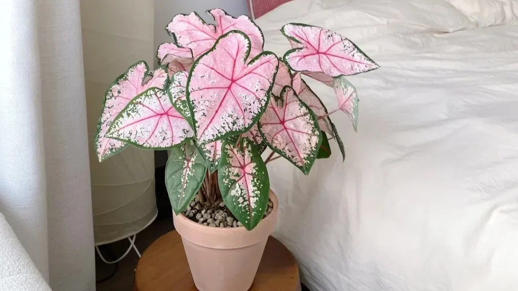 Carolyn Whorton Caladium Review Is It the Easiest Variety for Beginners