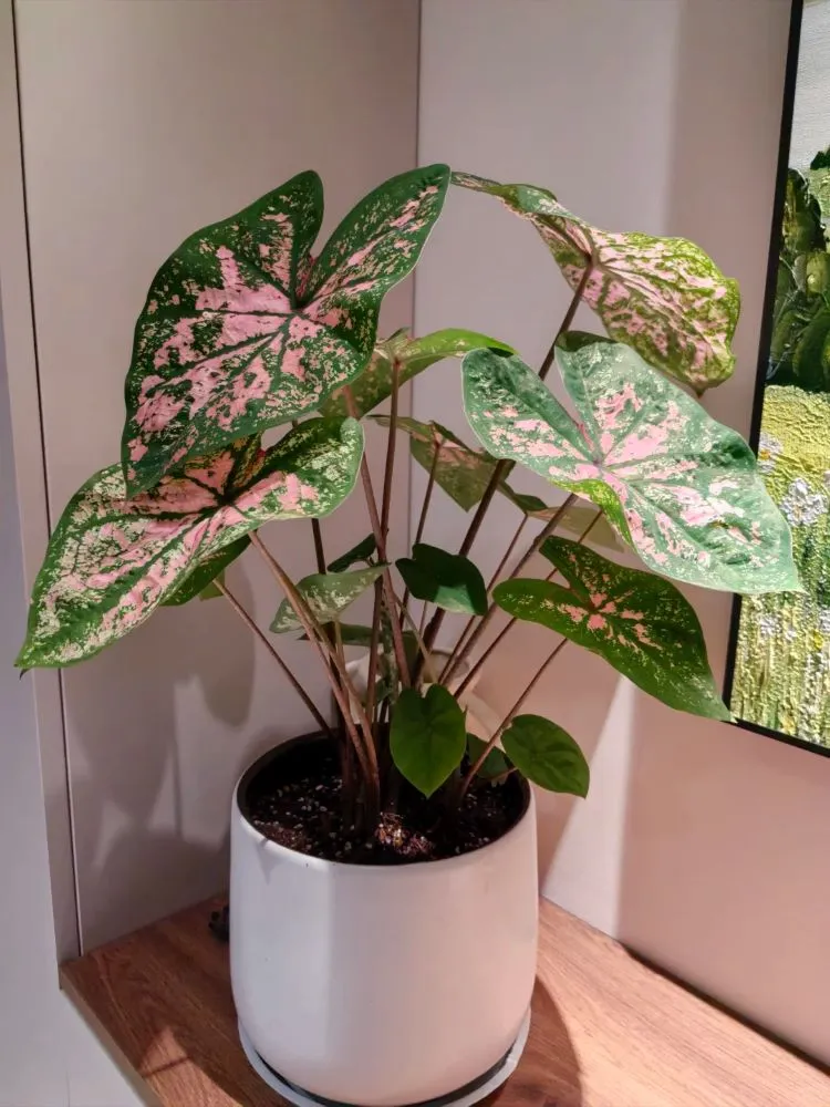 Carolyn Whorton Caladium Review Is It the Easiest Variety for Beginners