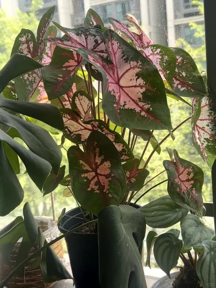 Carolyn Whorton caladium with thick leaves and solid pink centers grown in bright light