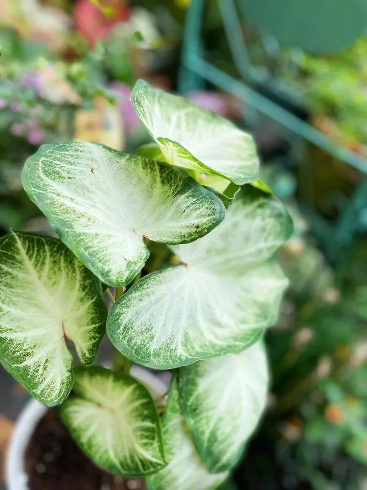 Close Up of Aarons White Leaf Pattern