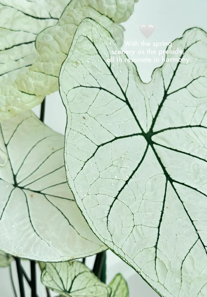 close-up of white Candidum caladium leaves showing dark green veins and translucent texture