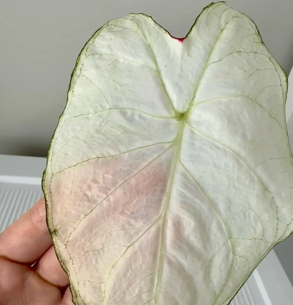 close-up of a Florida Moonlight caladium leaf showing soft white color, pale green veins, and a slightly translucent texture