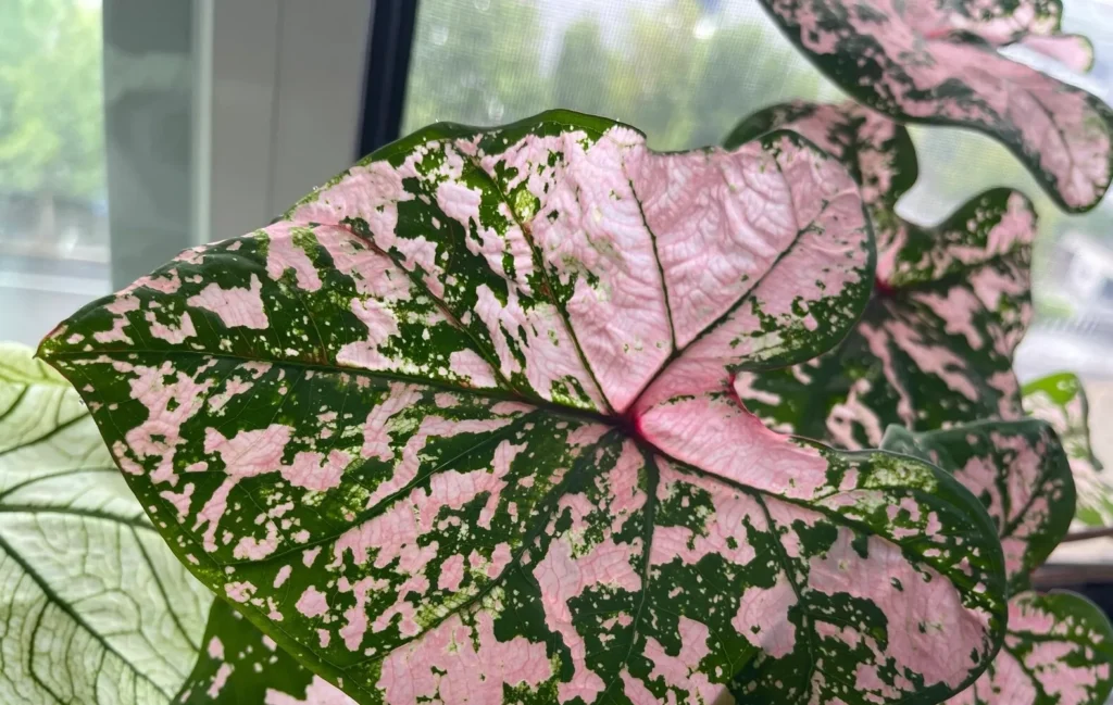 Pink Splash Caladium: Why It Grew So Fast and Turned Pinker Over Time 3 Closer Look at the Pink Splash Leaf Pattern
