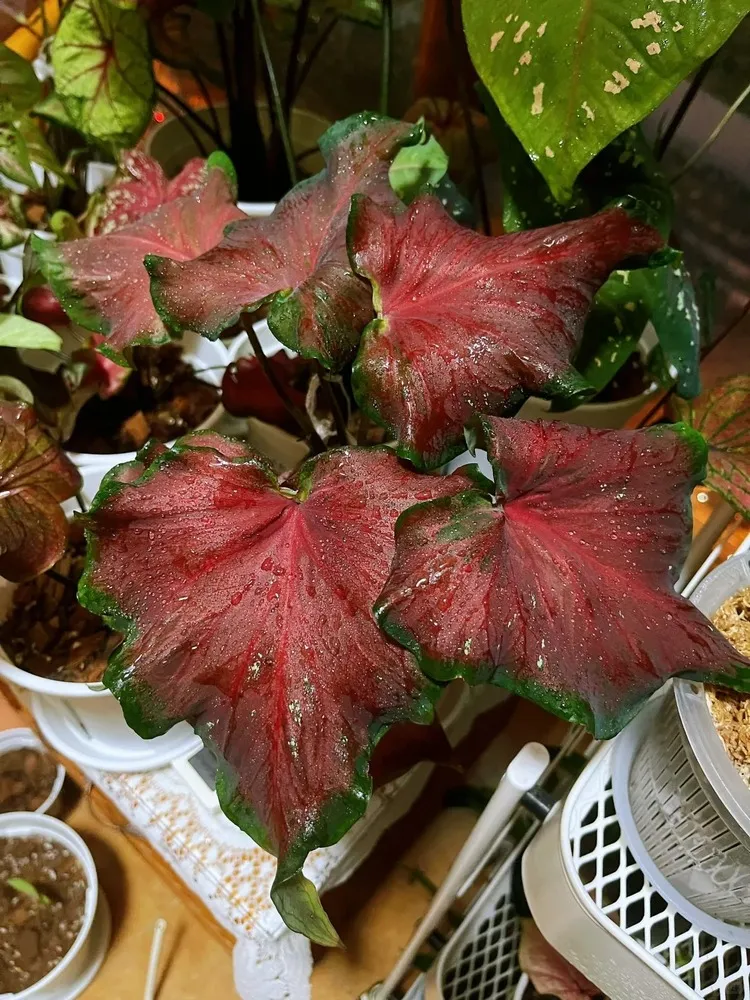 compact Red Ruffles caladium growing indoors in a small pot