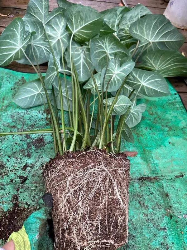 Aaron caladium rootbound root system before repotting into larger container