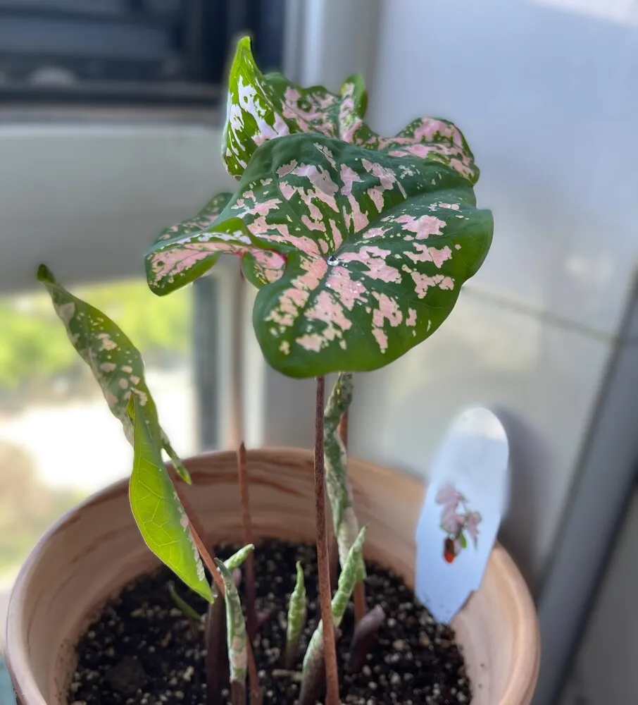 Pink Splash Caladium: Why It Grew So Fast and Turned Pinker Over Time 2 young Pink Splash caladium with a few early pink and green leaves emerging in a terracotta pot