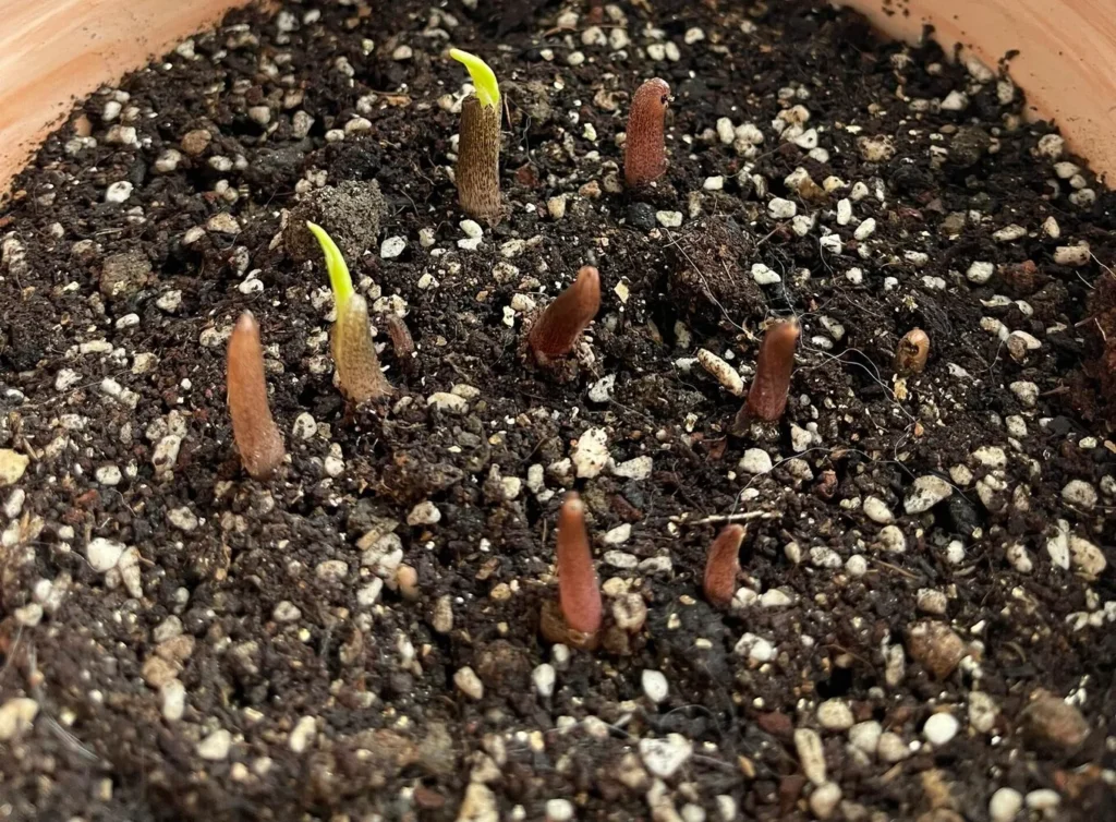 Pink Splash Caladium: Why It Grew So Fast and Turned Pinker Over Time 5 close-up of Pink Splash caladium sprouts emerging from shallowly planted bulbs in airy soil