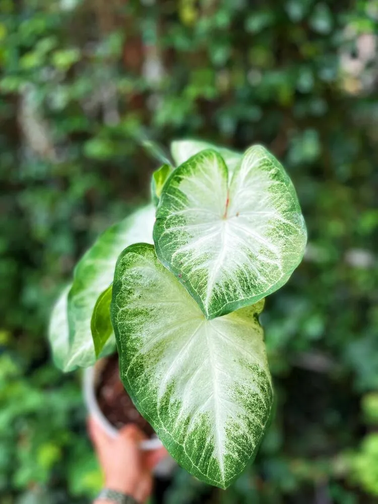 Aaron caladium drooping leaves in low light indoor condition