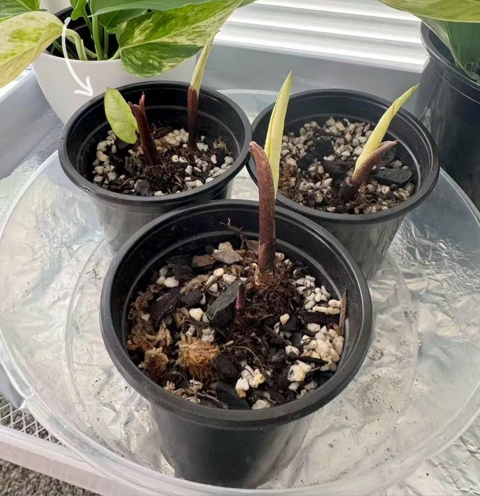 Florida Moonlight caladium with its first small light green leaf opening among taller rolled shoots