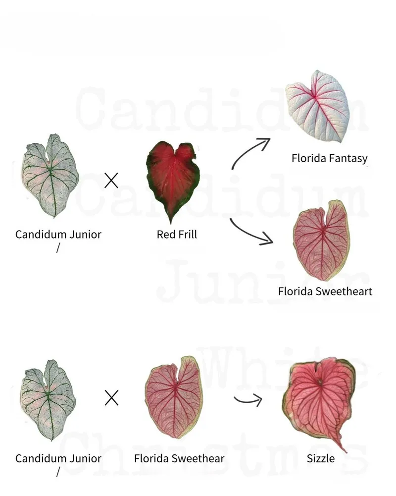 Candidum family breeding chart showing Candidum Junior, Red Frill, Florida Fantasy, Florida Sweetheart, and Sizzle