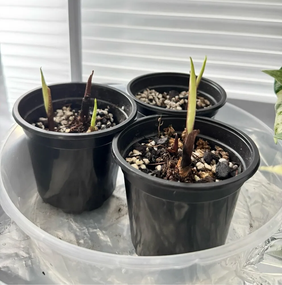 Florida Moonlight caladium sprouts developing pale green leaf tips in small black pots