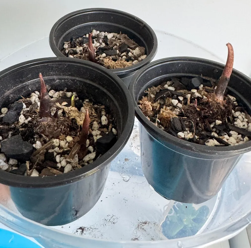 three potted Florida Moonlight caladium bulbs with sprouts at different heights during early growth