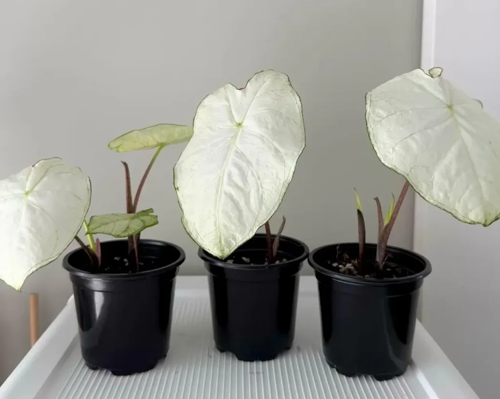 three Florida Moonlight caladium plants in small black pots with opened white leaves after four weeks of growth