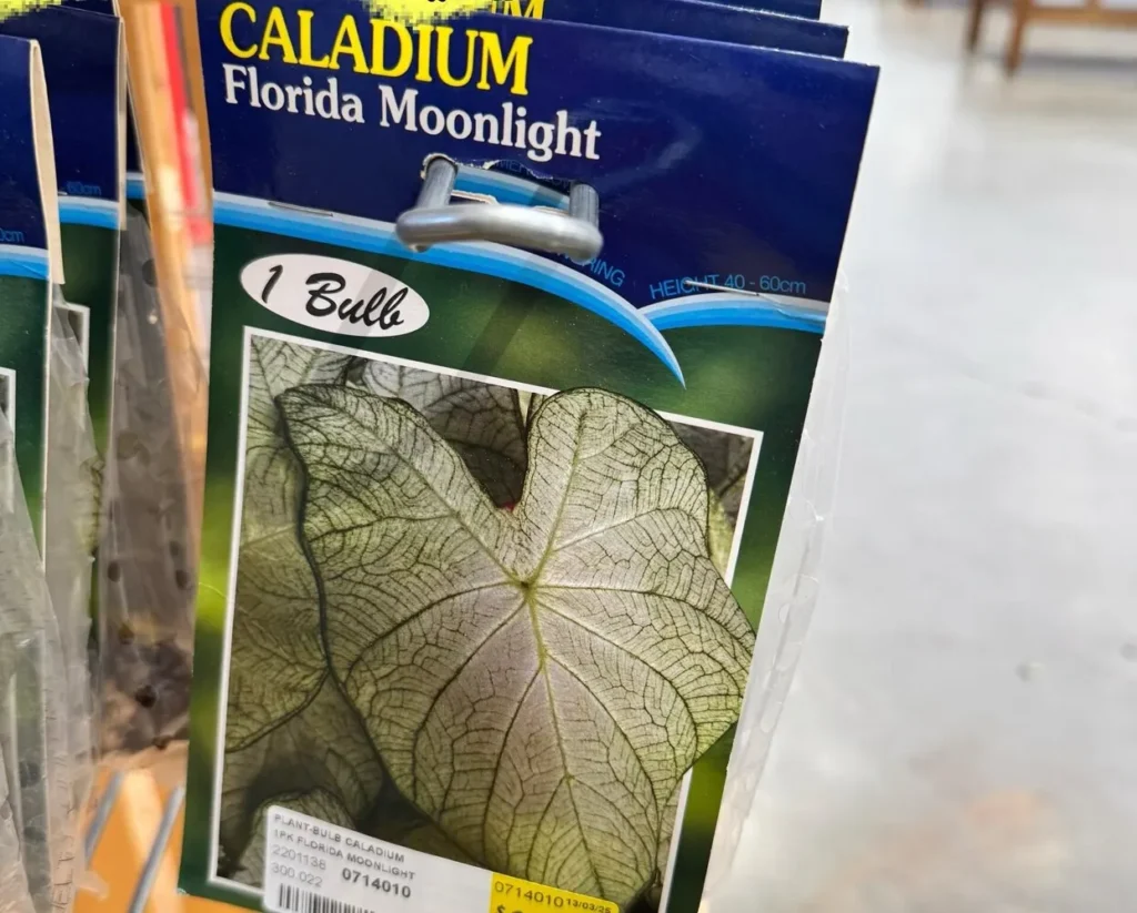 Florida Moonlight caladium bulb package photographed at a local plant shop before purchase