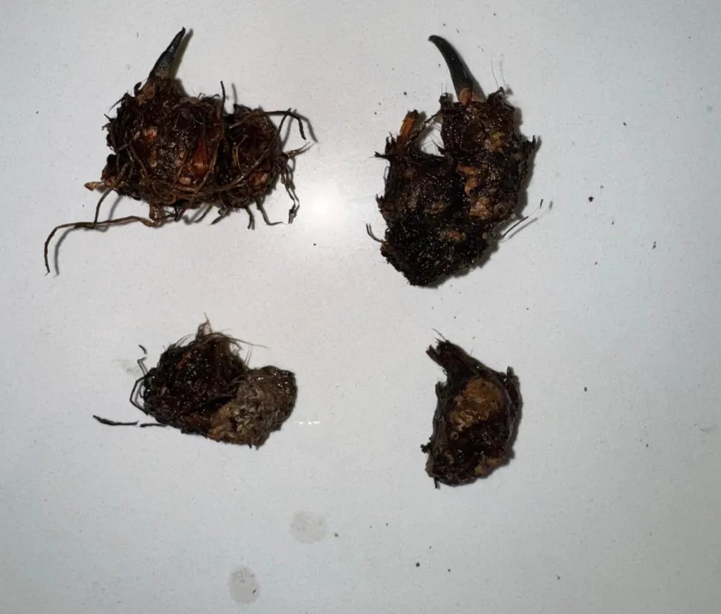 four Florida Moonlight caladium bulbs before planting, showing different sizes and visible growing points
