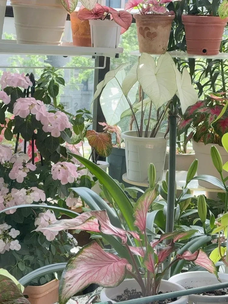 Florida Moonlight caladium growing indoors among other plants in a bright window area