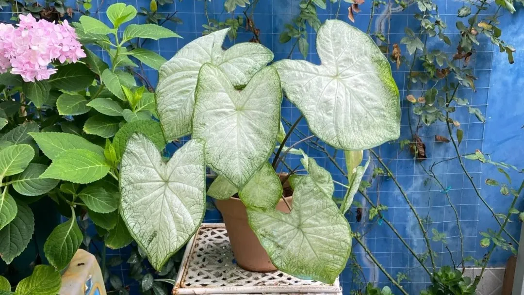Florida Moonlight Caladium My First Month Growing It From Bulbs