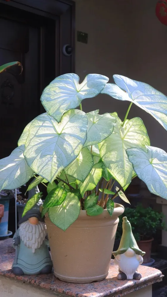 Florida Moonlight caladium in a pot with white translucent leaves glowing in bright light