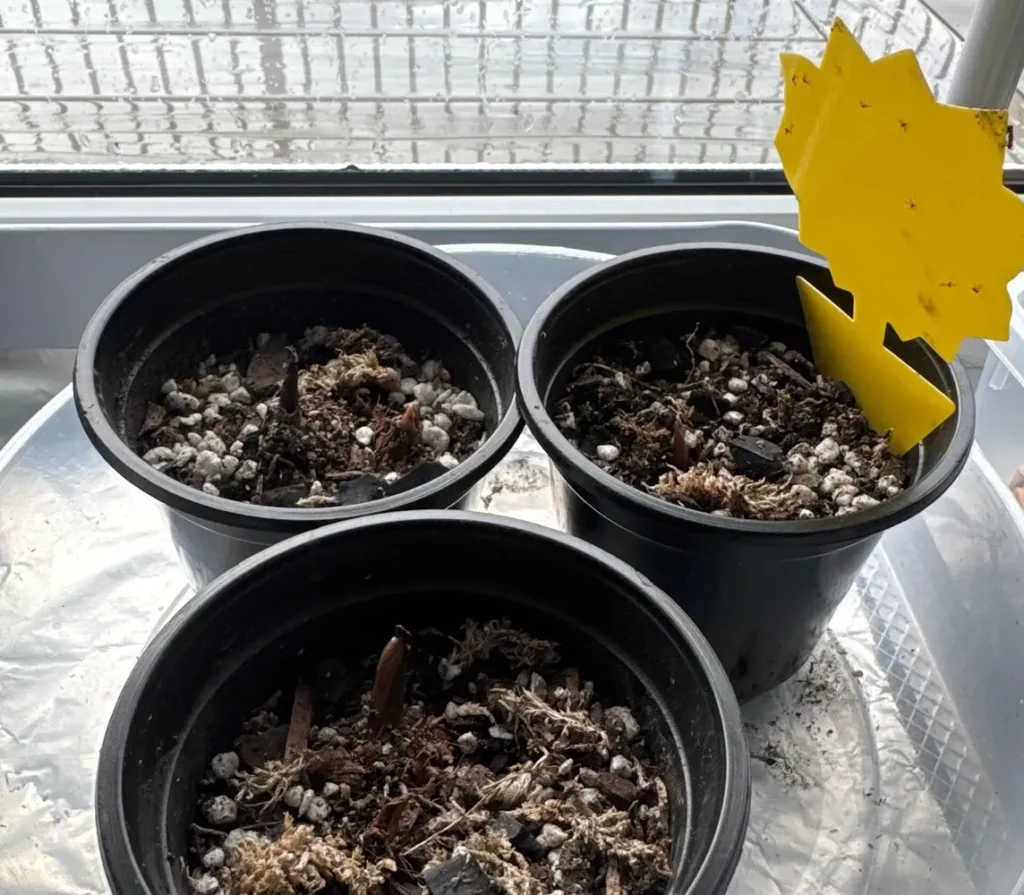 three Florida Moonlight caladium pots with early red sprouts emerging from the soil near a window