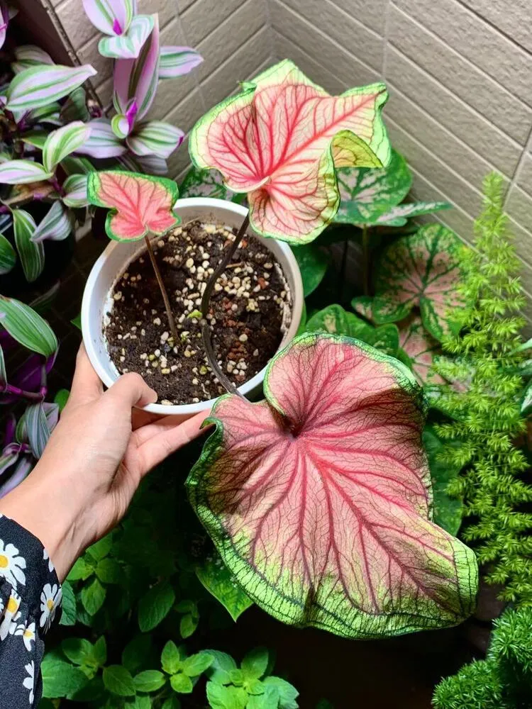 Florida Sweetheart caladium growing in a small container with light pink leaves and green margins during early growth