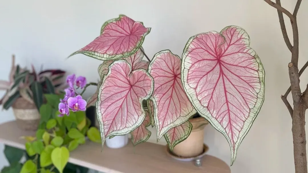 Florida Sweetheart Caladium My One-Year Experience Growing This Pink Variety