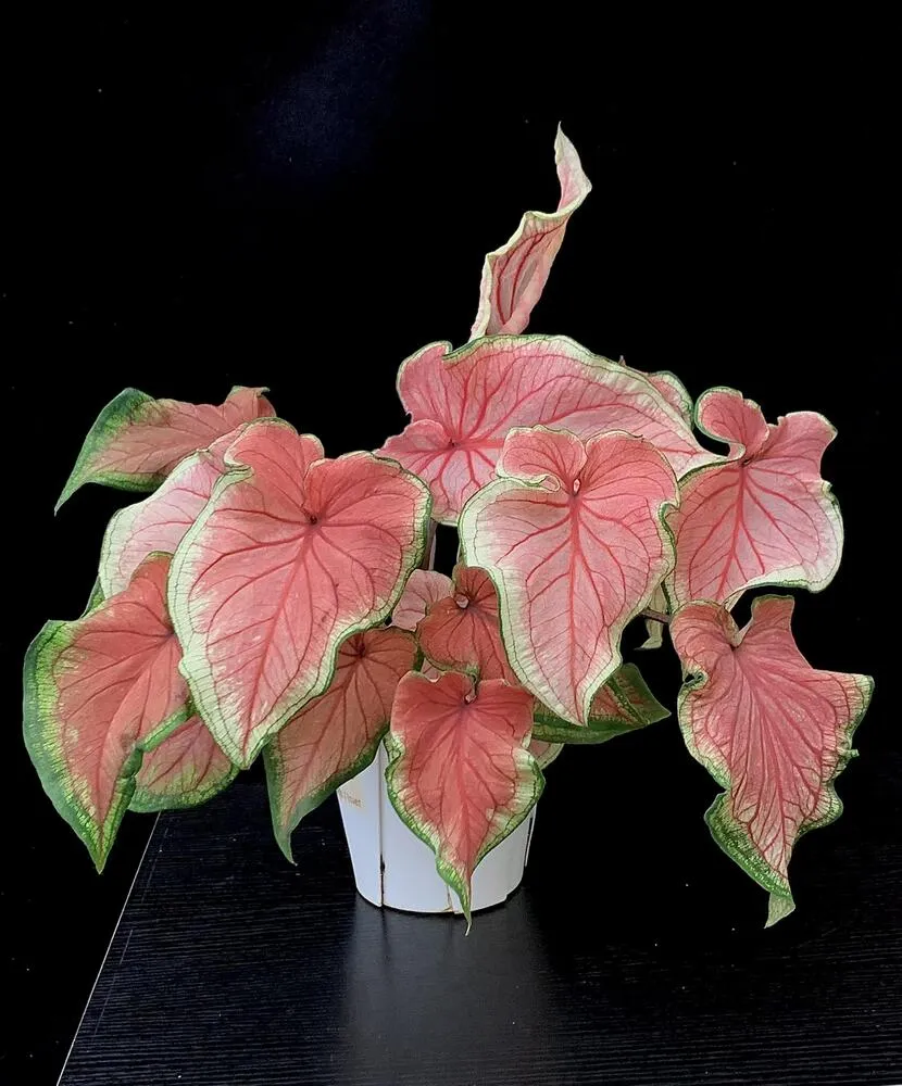 Florida Sweetheart caladium showing stronger pink leaves and deeper veins after adjusting light and watering conditions