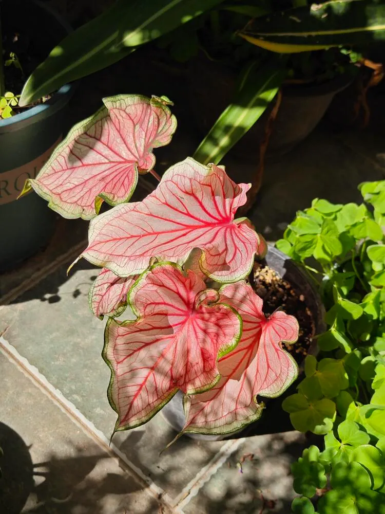 Florida Sweetheart caladium leaves glowing pink in morning sunlight