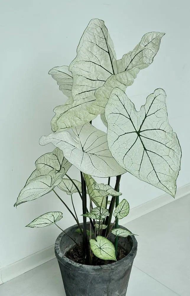 full potted Candidum caladium with large white leaves and dark green veins indoors