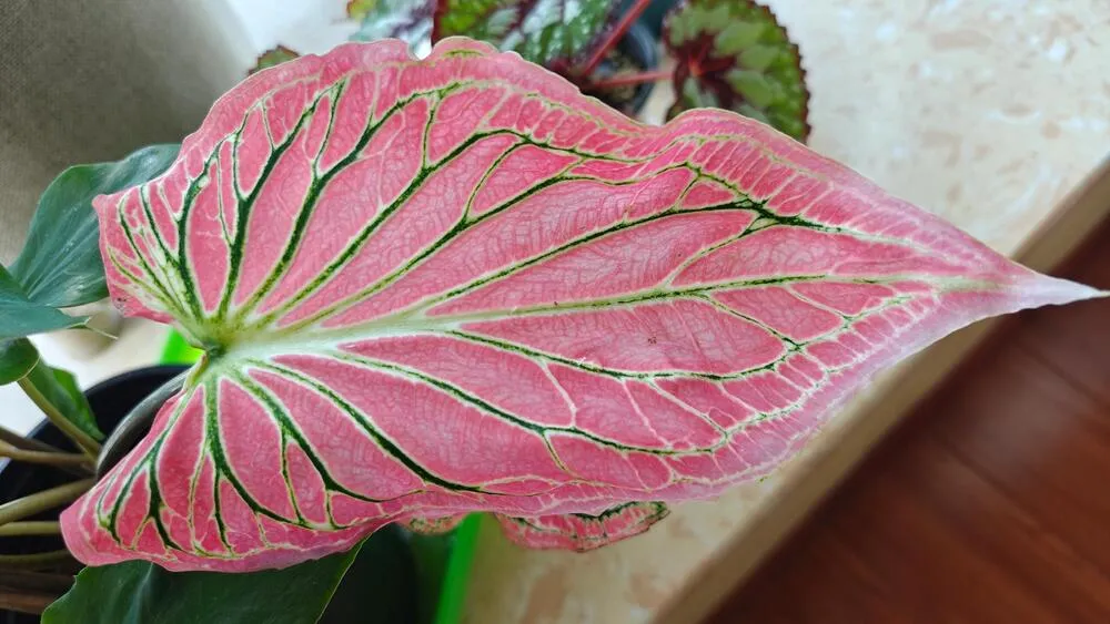 fully mature Pink Symphony caladium leaf with bright pink surface and green veins