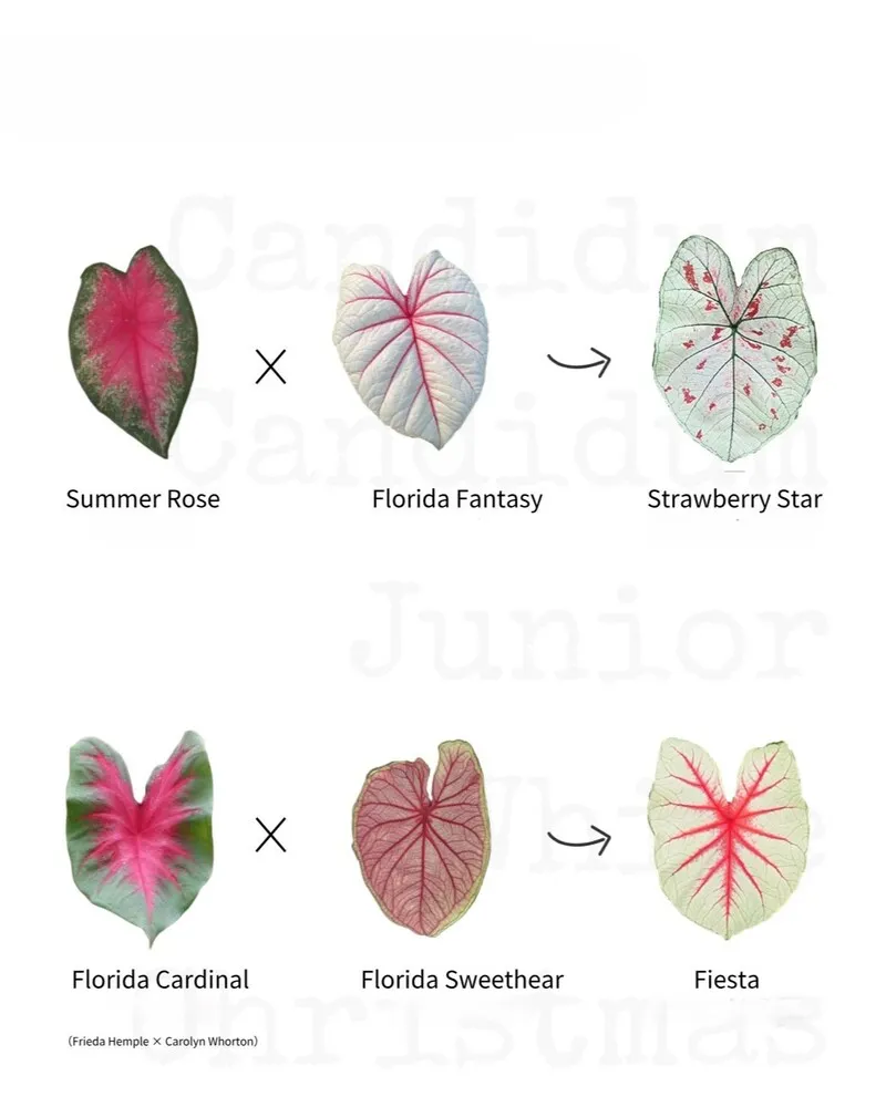 Candidum family chart showing Summer Rose, Florida Fantasy, Strawberry Star, Florida Cardinal, Florida Sweetheart, and Fiesta