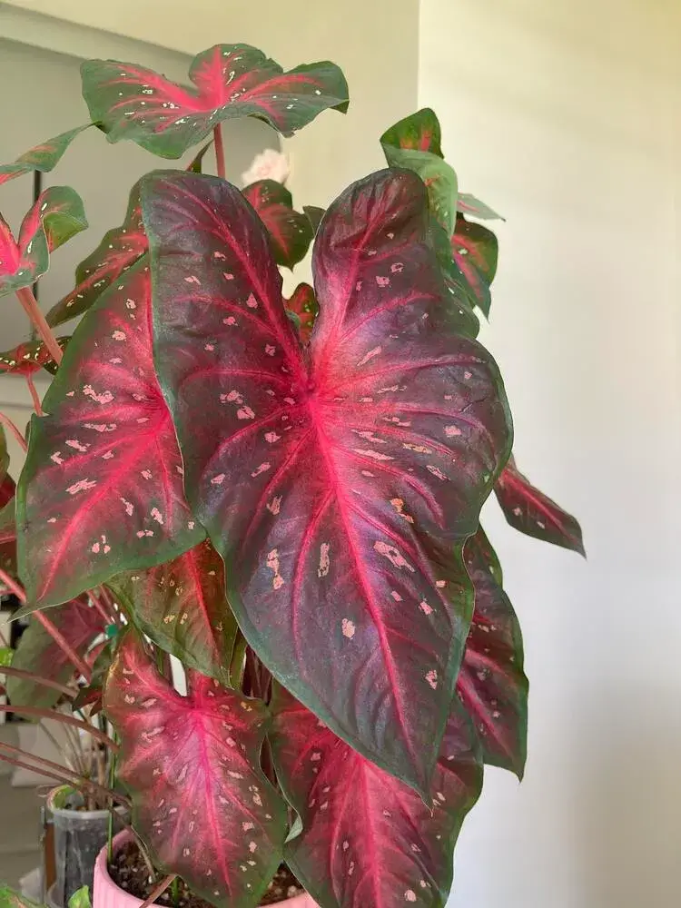 Red Flash Caladium: Why This Classic Variety Grows Huge Leaves 4 healthy Red Flash caladium plant growing in a pot with multiple mature leaves