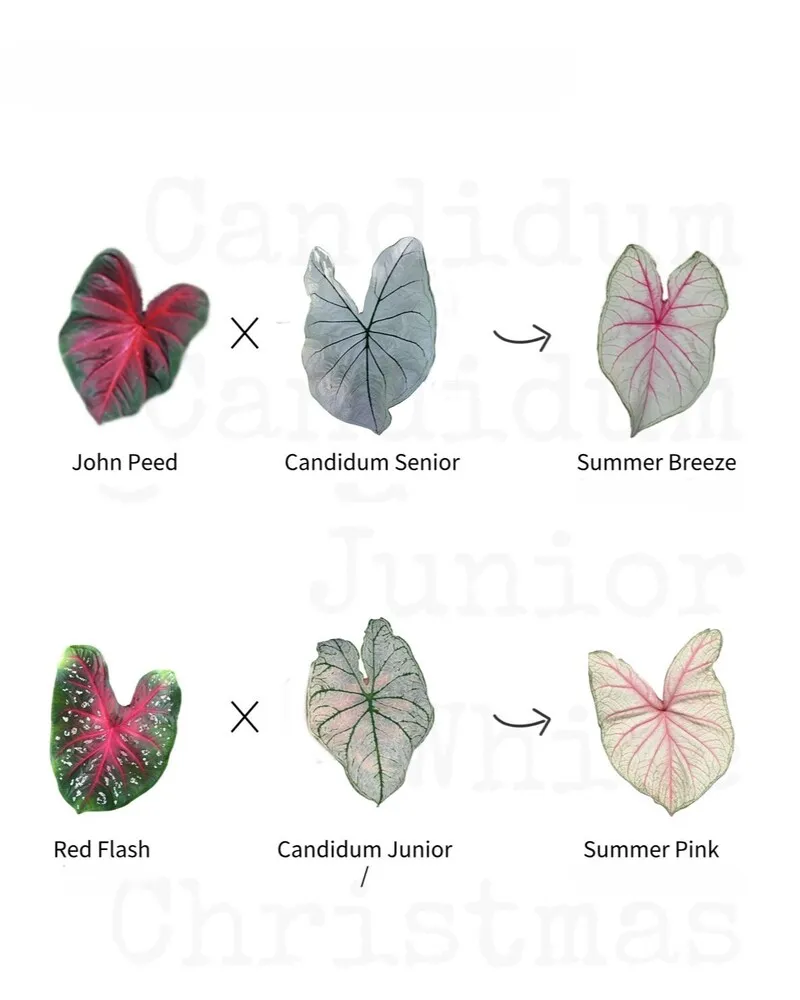 Candidum family chart showing John Peed, Candidum Senior, Summer Breeze, Red Flash, Candidum Junior, and Summer Pink