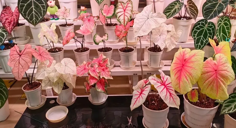 Multiple caladium plants grown indoors in containers under controlled light conditions