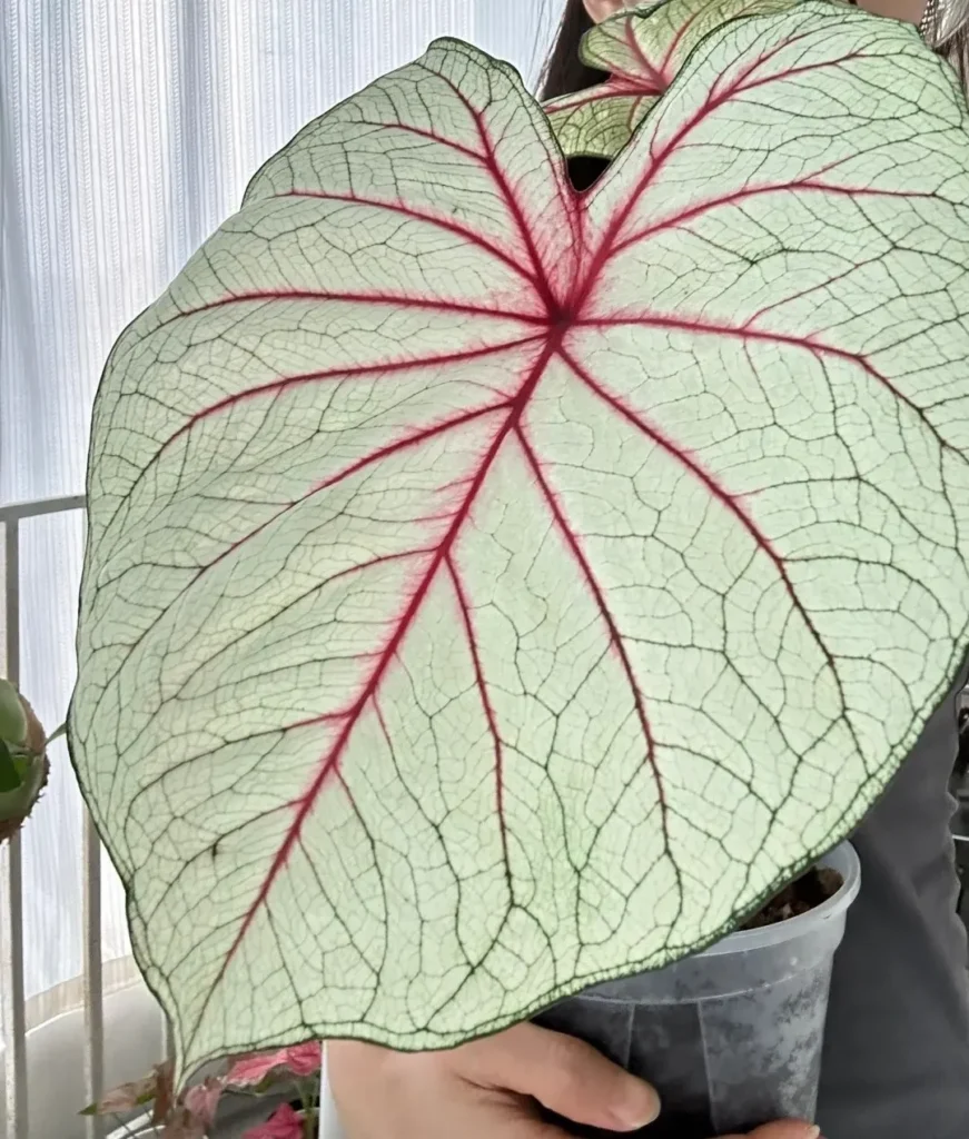 Oversized caladium leaf grown indoors from a large bulb under warm and bright conditions