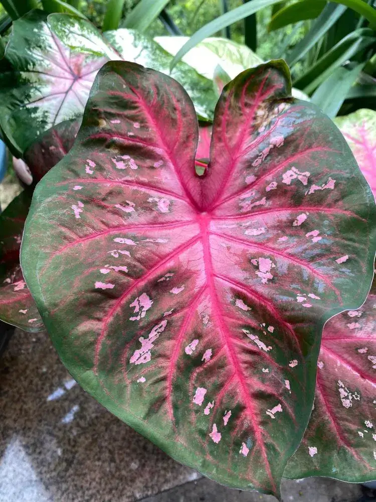 Red Flash Caladium: Why This Classic Variety Grows Huge Leaves 7 mature Red Flash caladium leaves showing red veins and speckled patterns
