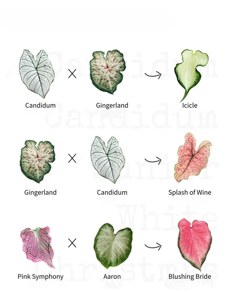 Candidum family chart showing Candidum, Gingerland, Icicle, Splash of Wine, Pink Symphony, Aaron, and Blushing Bride