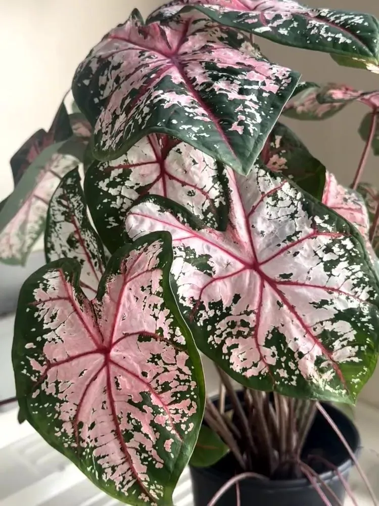 Carolyn Whorton caladium showing thinner leaves and expanded translucent pink areas
