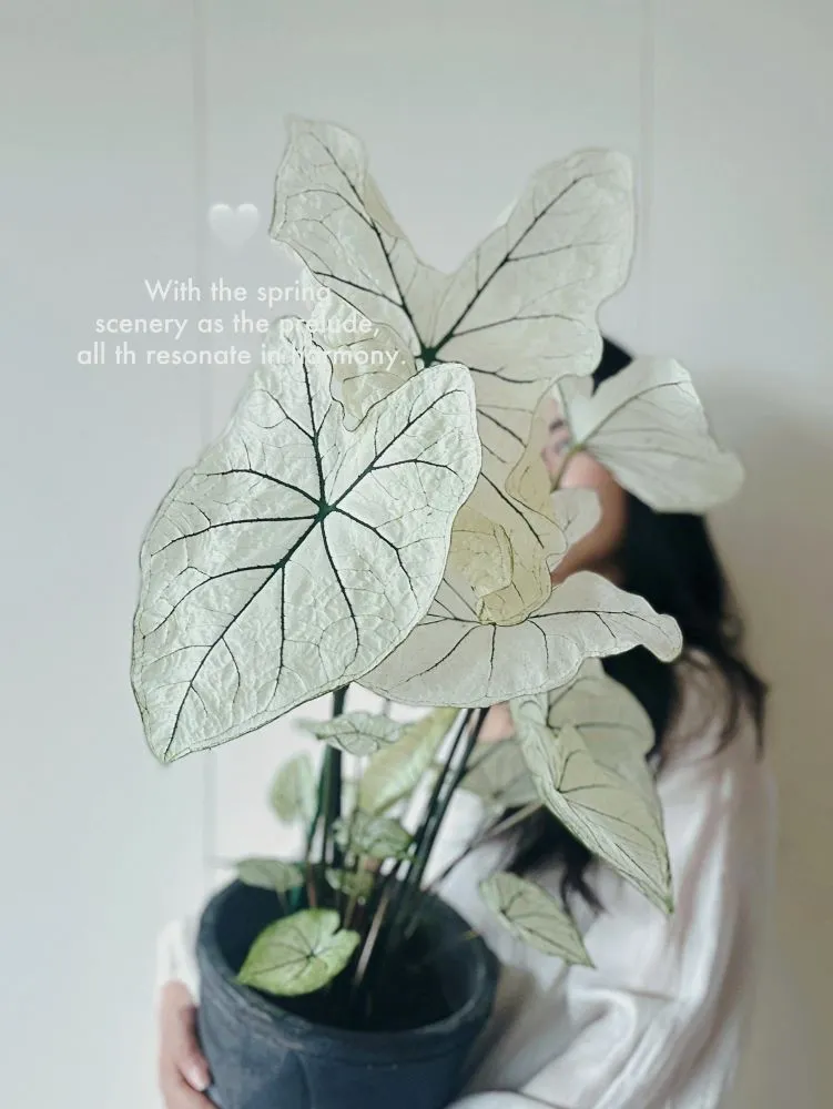 large mature Candidum caladium leaf held by hand showing white surface and dark veins