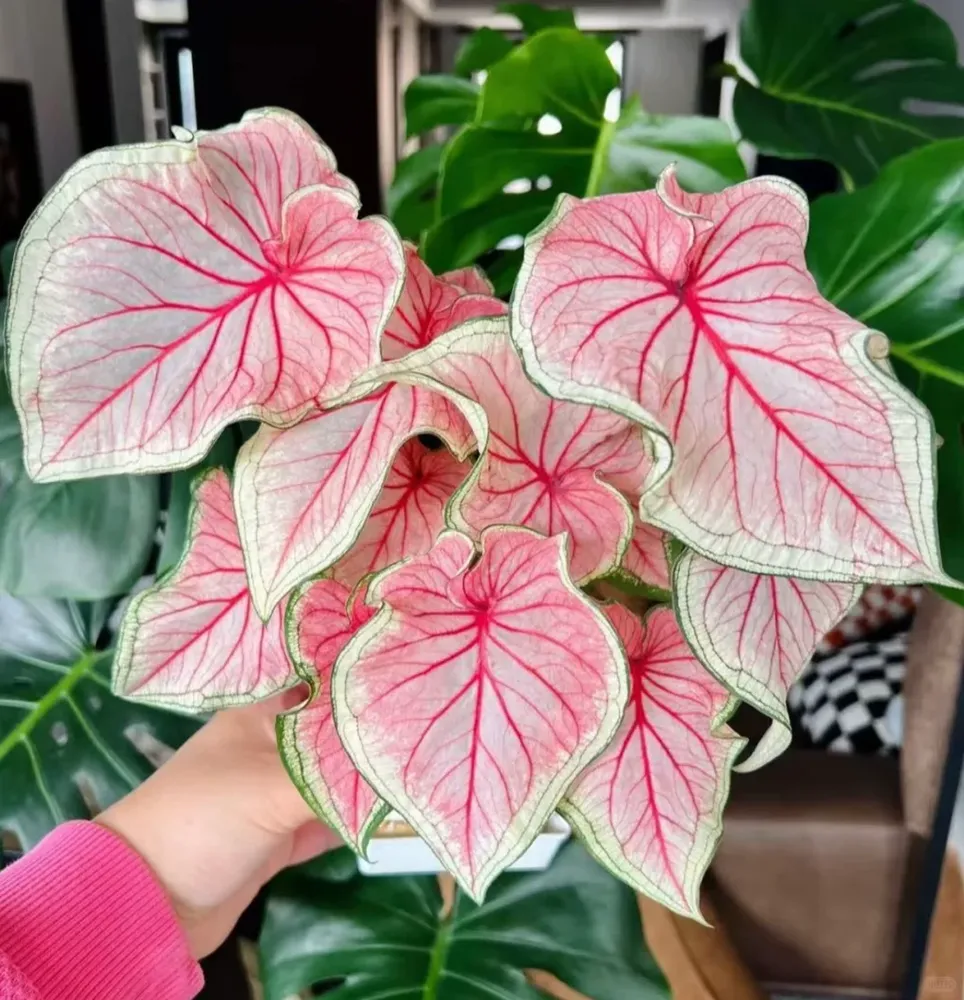 mature Florida Sweetheart caladium with multiple pink leaves growing densely in a container