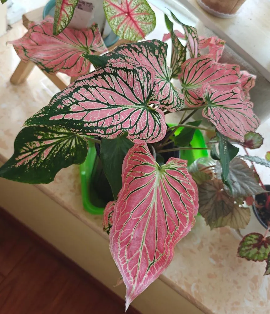 mature Pink Symphony caladium plant with fully developed pink leaves and green veins